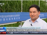 沙漠溫室種水稻！中國科學家在新疆和田試種成功
